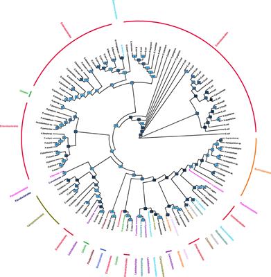 Distribution of Bacterial α1,3-Galactosyltransferase Genes in the Human Gut Microbiome